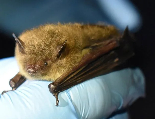 Tiny Cellular Trackers Reveal Endangered Bats' Nighttime Journeys — One Traveled 130 Miles