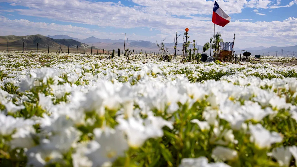 Atacama Desert Bursts Into Color: Rare El Niño Rains Trigger Vast Wildflower Bloom