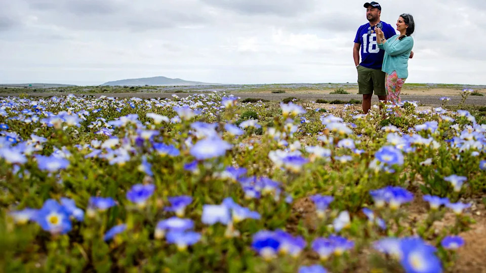Atacama Desert Bursts Into Color: Rare El Niño Rains Trigger Vast Wildflower Bloom