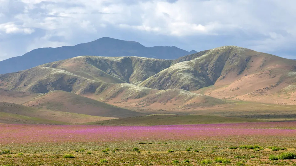Atacama Desert Bursts Into Color: Rare El Niño Rains Trigger Vast Wildflower Bloom