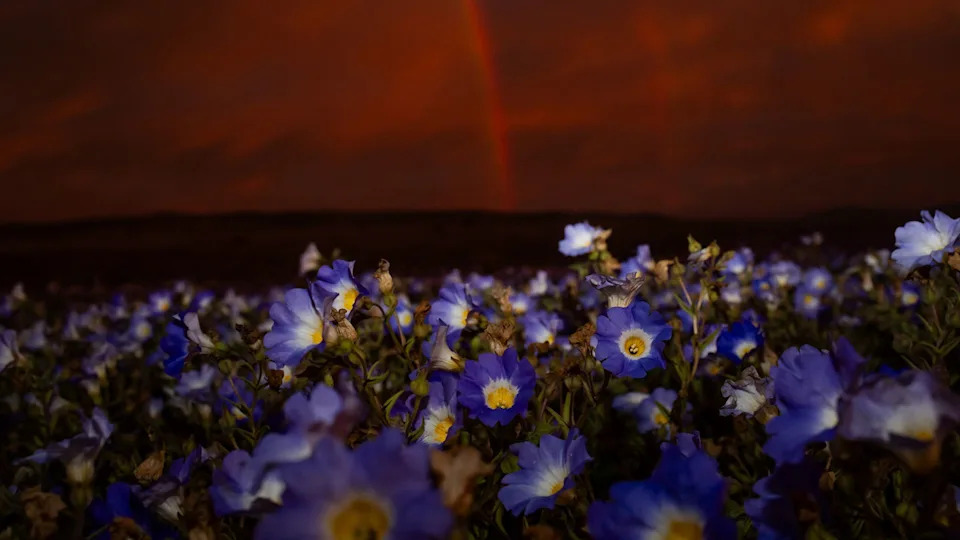 Atacama Desert Bursts Into Color: Rare El Niño Rains Trigger Vast Wildflower Bloom