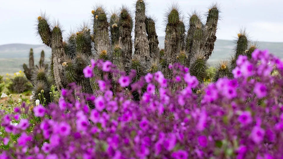 Atacama Desert Bursts Into Color: Rare El Niño Rains Trigger Vast Wildflower Bloom