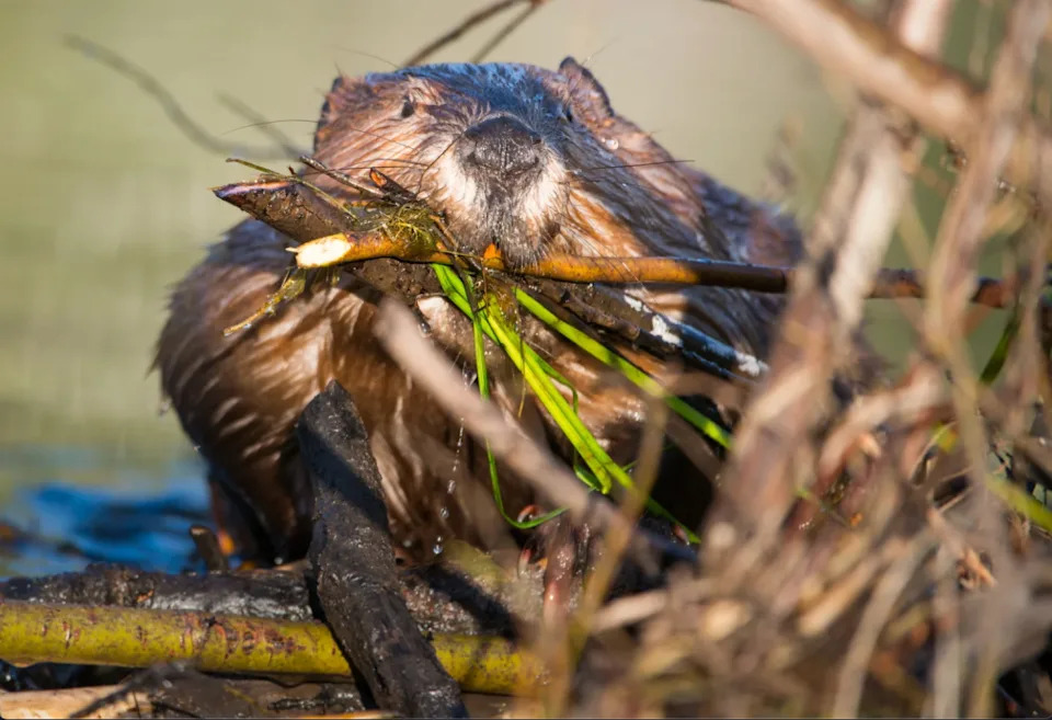 California Reintroduces Beavers After 70 Years — Tribal Partnership Restores Water, Wildlife and Heritage
