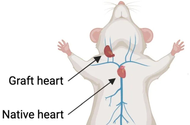 Old Hearts Rejuvenate in Young Recipients: Transplanted Hearts Adopt Their Host's Biological Age