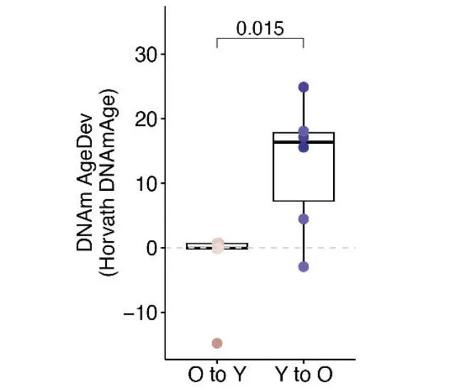 Old Hearts Rejuvenate in Young Recipients: Transplanted Hearts Adopt Their Host's Biological Age