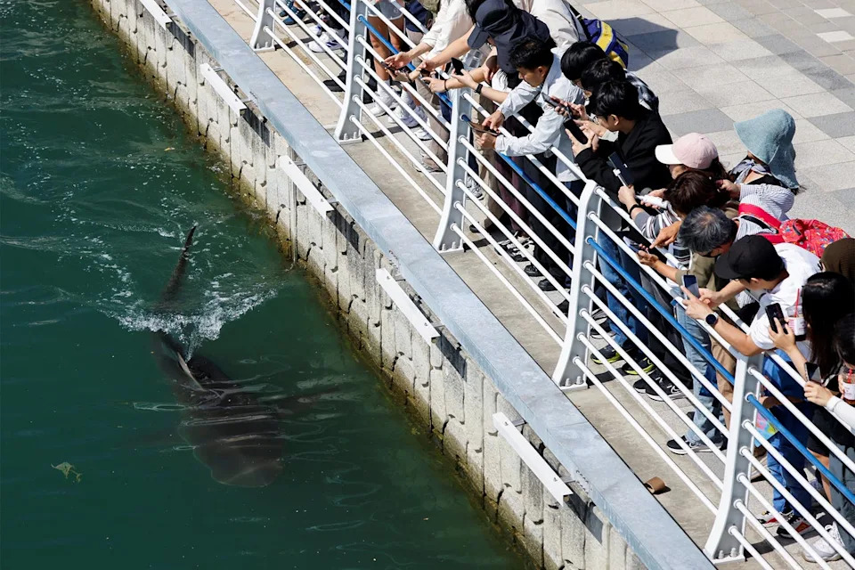 Second Rescue Fails to Free 3.5m Shark Stranded in Busan Canal