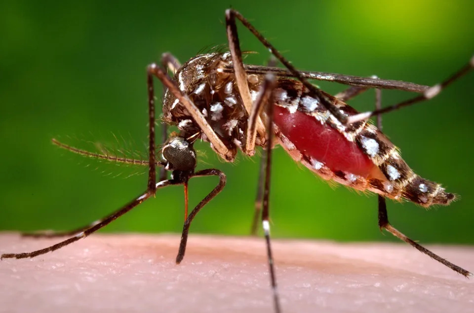 Florida Records Largest Dengue Outbreak in the Continental U.S. in Decades — 252 Local Cases
