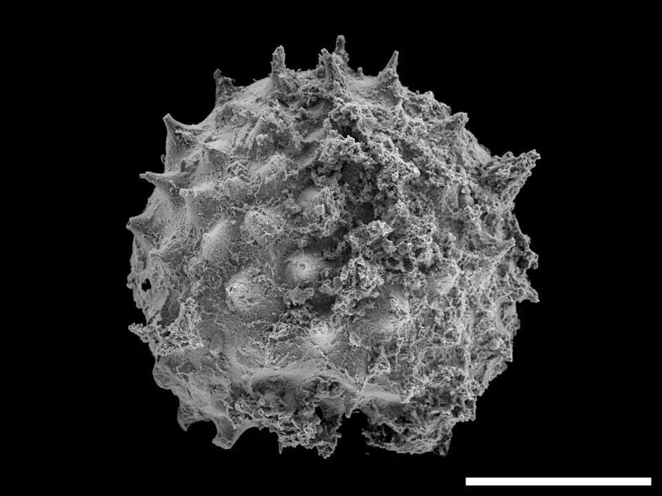 New Study Pushes Animal Origins Back to ~700–800 Million Years Ago