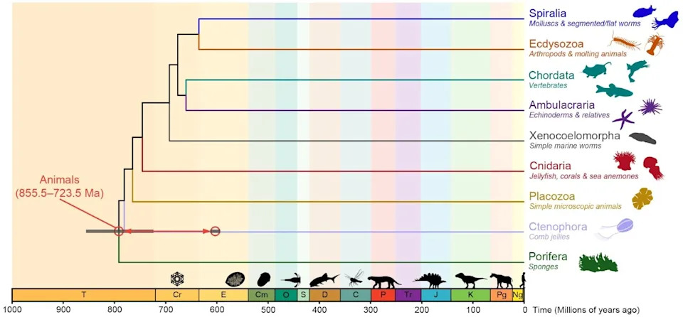 New Study Pushes Animal Origins Back to ~700–800 Million Years Ago