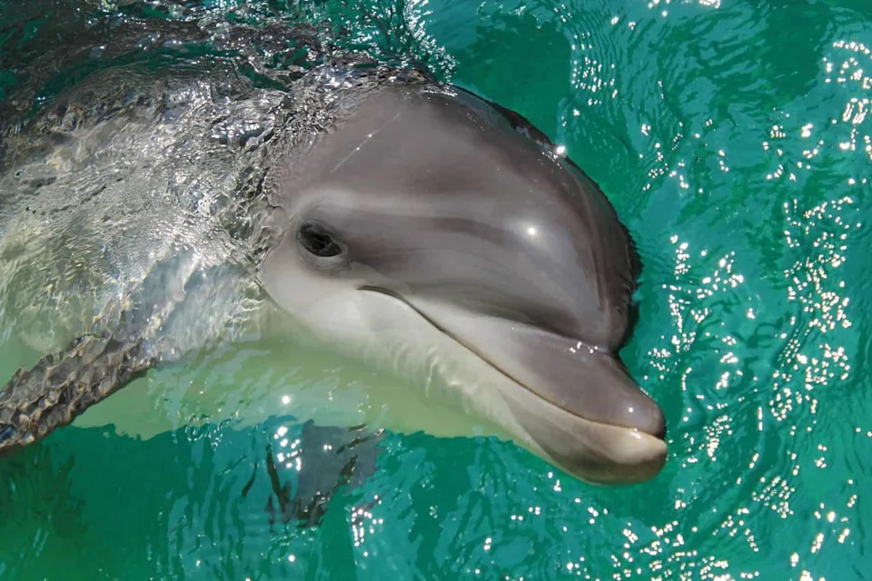 Whales and Dolphins Reached an Evolutionary Point of No Return — Here's Why