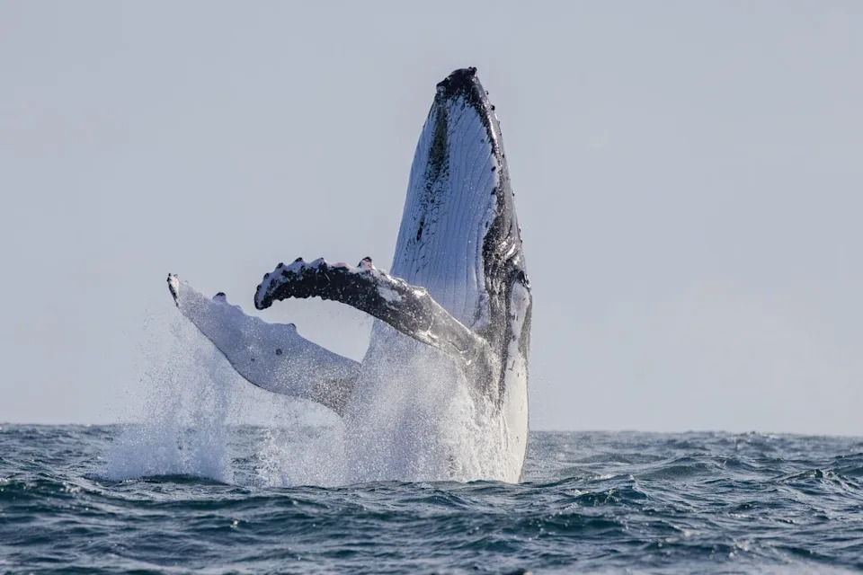 Whales and Dolphins Reached an Evolutionary Point of No Return — Here's Why