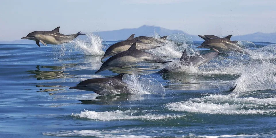 Whales and Dolphins Reached an Evolutionary Point of No Return — Here's Why
