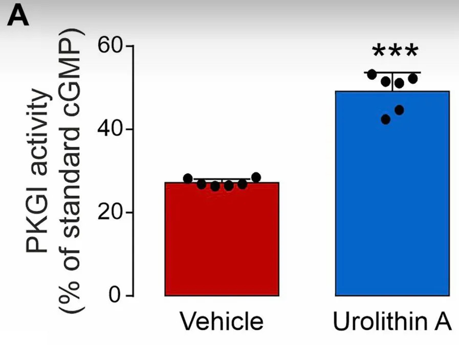 Pomegranate Metabolite Urolithin A Restores Heart Relaxation and Boosts Function Up to 80% in Mouse HFpEF Models