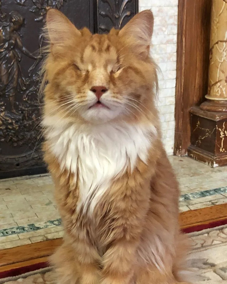 First Confirmed Cases of Marfan Syndrome in Cats: Gary and Shaggy's Discovery and What It Means
