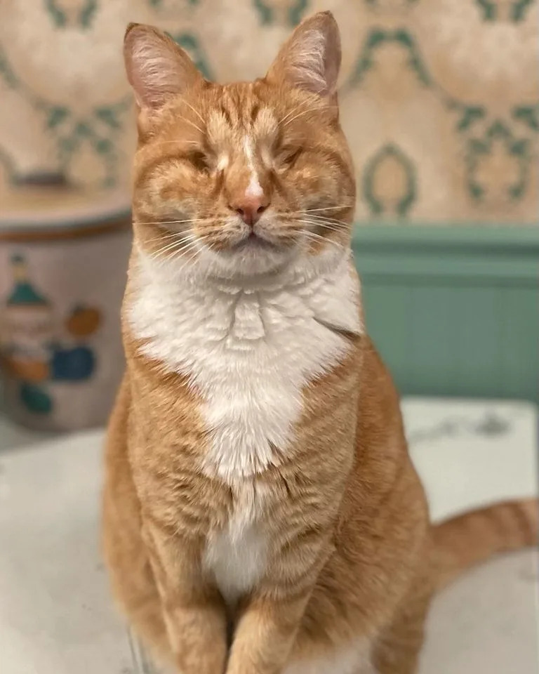 First Confirmed Cases of Marfan Syndrome in Cats: Gary and Shaggy's Discovery and What It Means