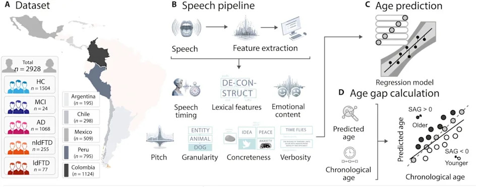 Speech Patterns Reflect Brain and Biological Aging, Large Latin American Study Finds