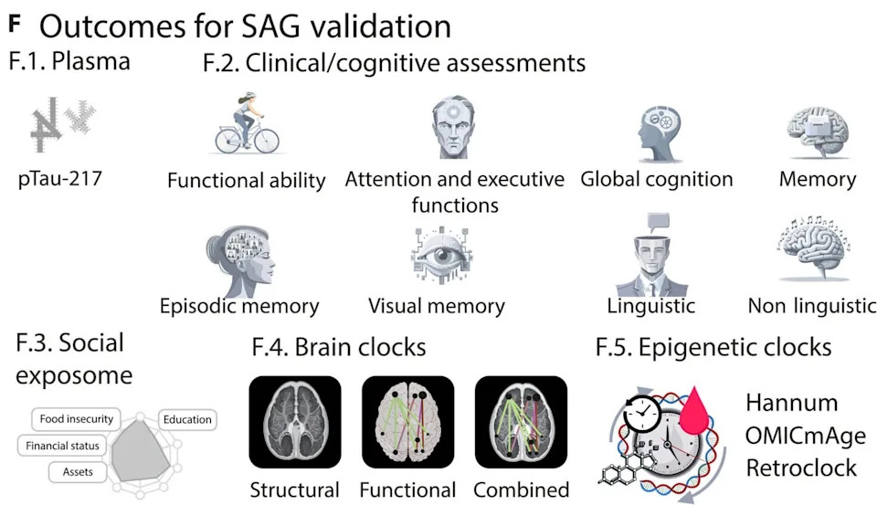 Speech Patterns Reflect Brain and Biological Aging, Large Latin American Study Finds