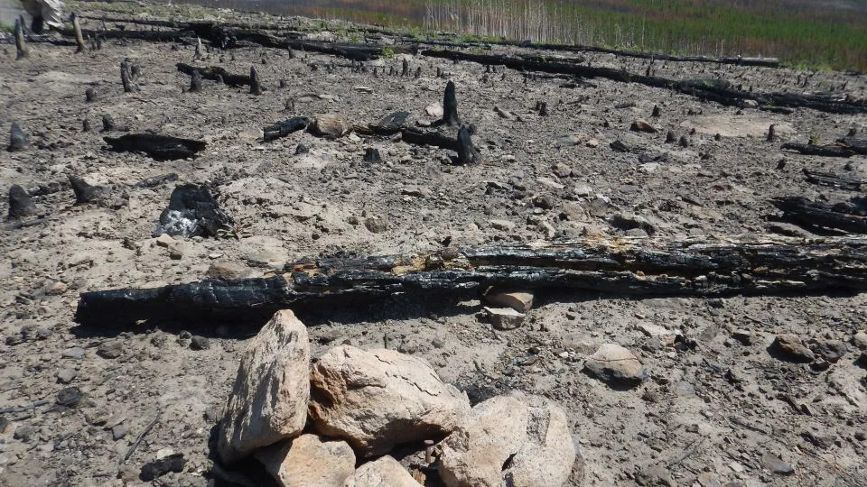 Wildfires Are Reshaping US Forests — Are We Near A Tipping Point?