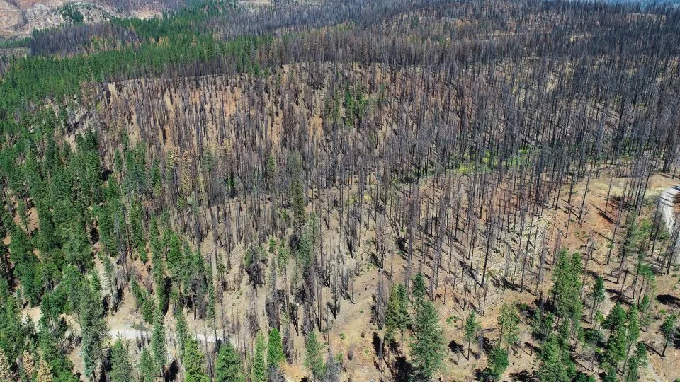 Wildfires Are Reshaping US Forests — Are We Near A Tipping Point?