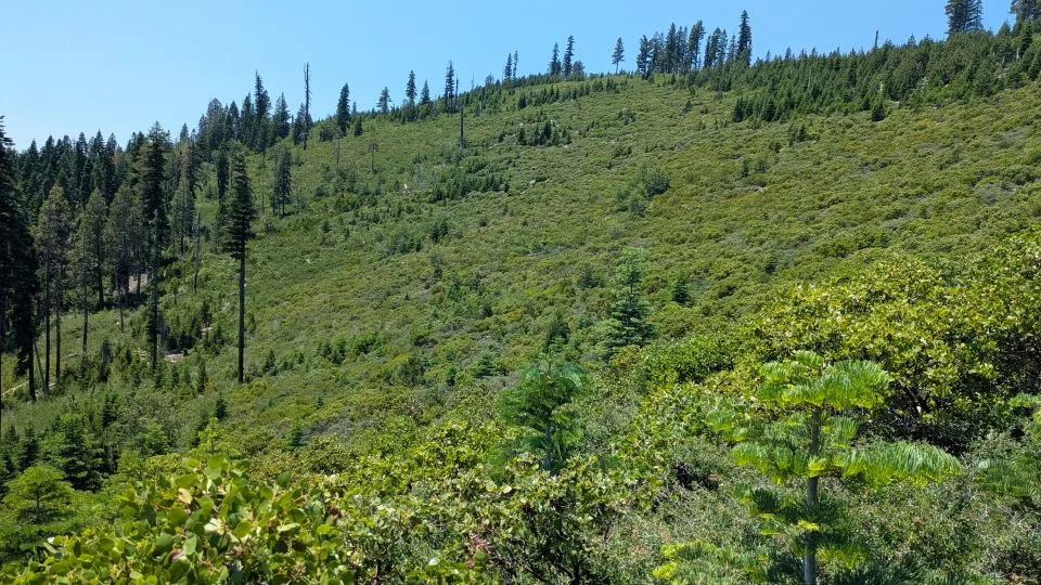 Wildfires Are Reshaping US Forests — Are We Near A Tipping Point?