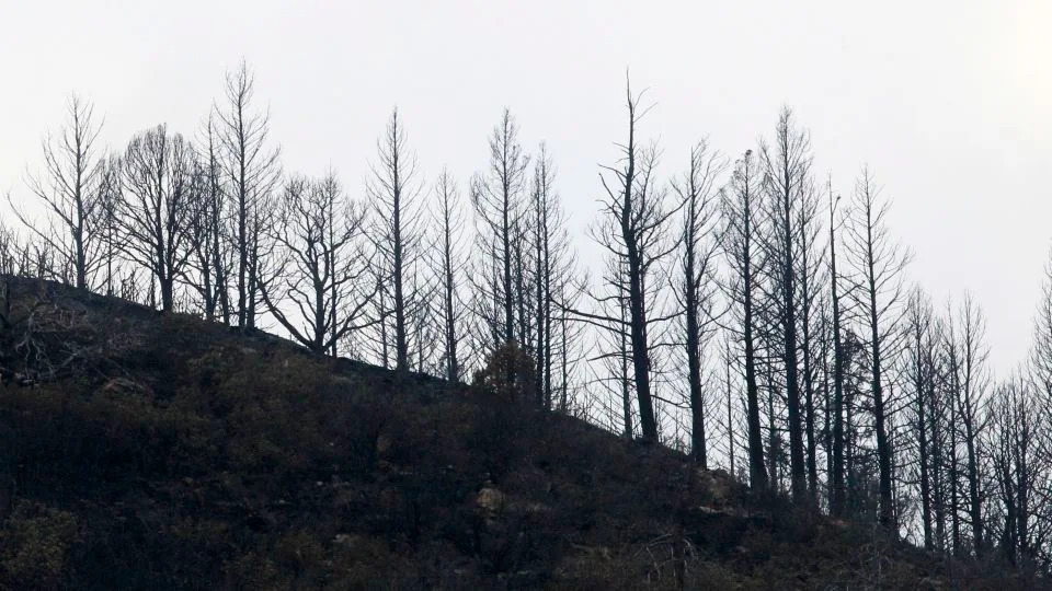 Wildfires Are Reshaping US Forests — Are We Near A Tipping Point?