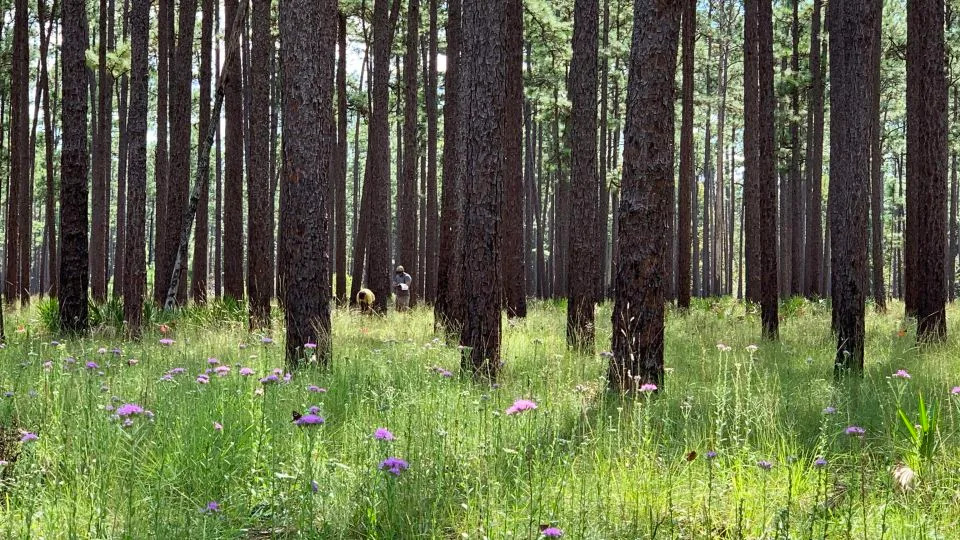 Wildfires Are Reshaping US Forests — Are We Near A Tipping Point?