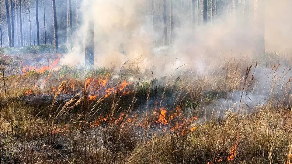 Wildfires Are Reshaping US Forests — Are We Near A Tipping Point?