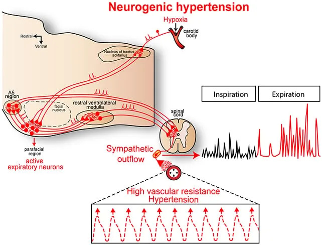 Scientists Identify Brainstem Region That May Drive High Blood Pressure — And a Possible Non‑Brain Drug Target