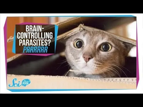 Global Study Links Higher Cat Density With Greater National Happiness — Unexpected Twist on Parasite Exposure
