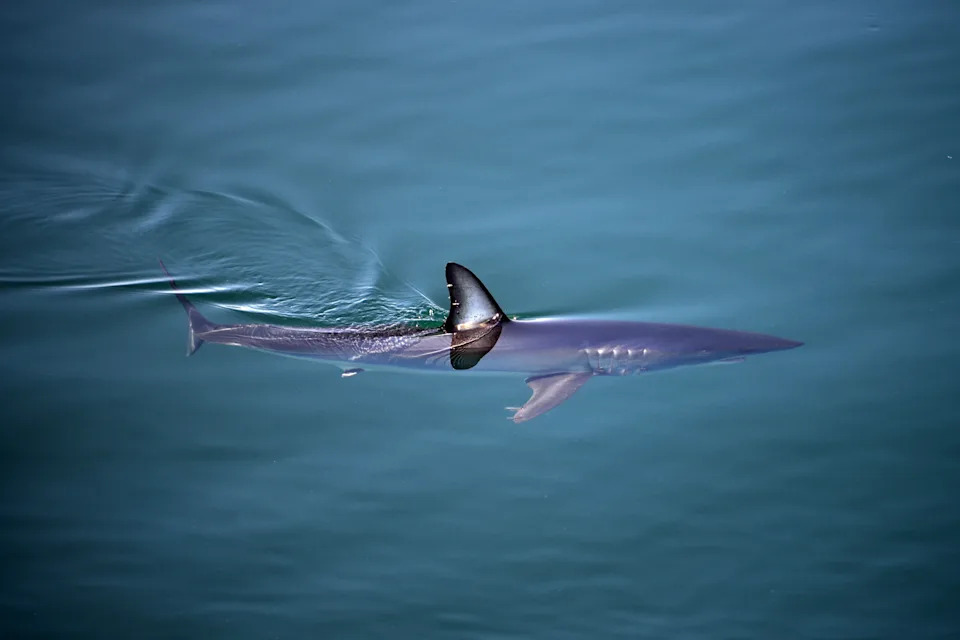 Kayaker Bitten Twice by Shark Off Malibu’s Paradise Cove; Fisherman Hospitalized