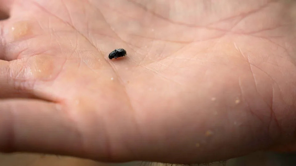Killer Beetles, Tinderbox Forests: Pine Beetle Crisis and Climate Liability Face the Supreme Court