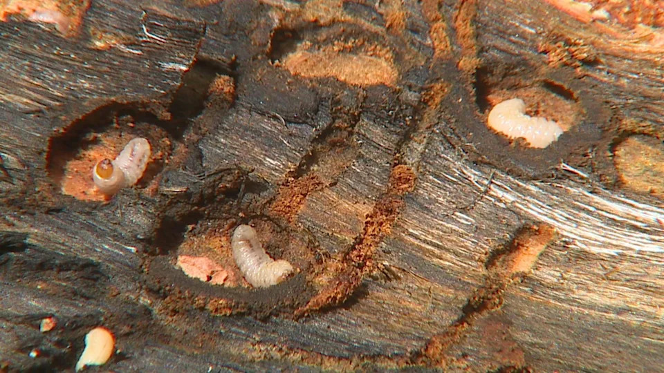 Killer Beetles, Tinderbox Forests: Pine Beetle Crisis and Climate Liability Face the Supreme Court