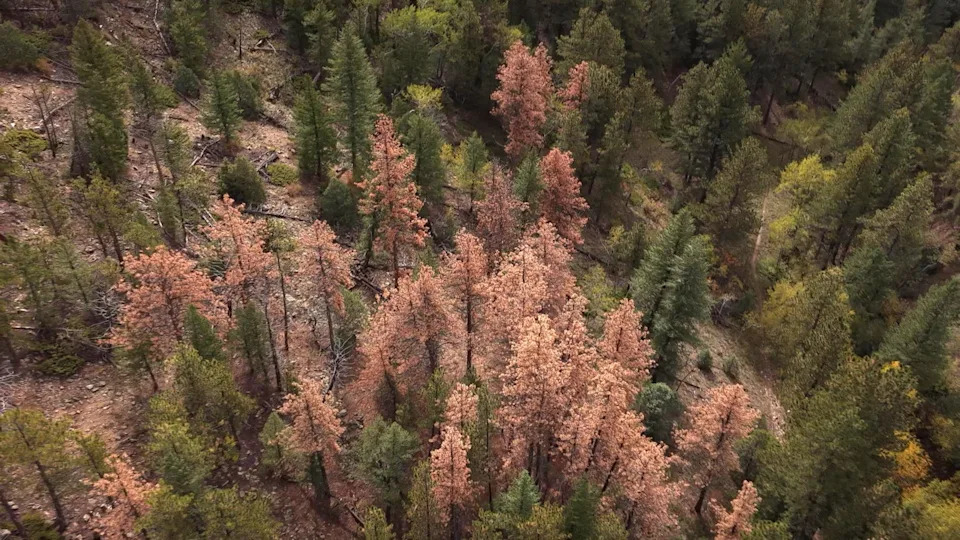 Killer Beetles, Tinderbox Forests: Pine Beetle Crisis and Climate Liability Face the Supreme Court