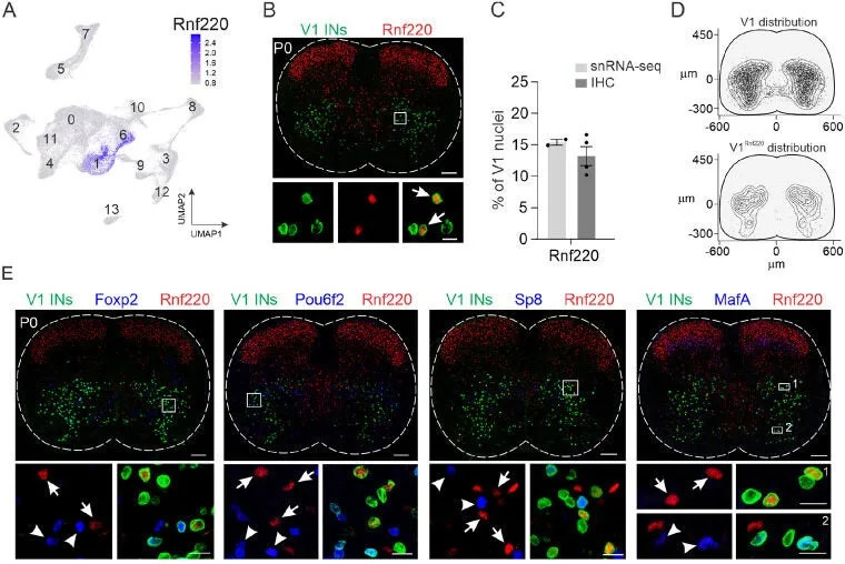 Single-Cell Atlas of 89,494 Spinal Neurons Links a Tiny V1 Subgroup to Walking Speed