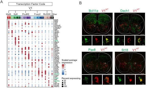 Single-Cell Atlas of 89,494 Spinal Neurons Links a Tiny V1 Subgroup to Walking Speed