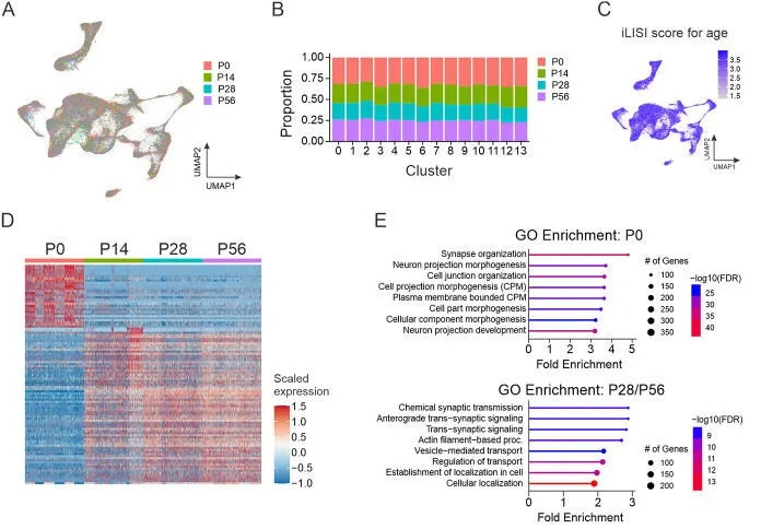 Single-Cell Atlas of 89,494 Spinal Neurons Links a Tiny V1 Subgroup to Walking Speed