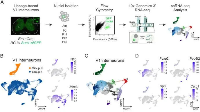 Single-Cell Atlas of 89,494 Spinal Neurons Links a Tiny V1 Subgroup to Walking Speed