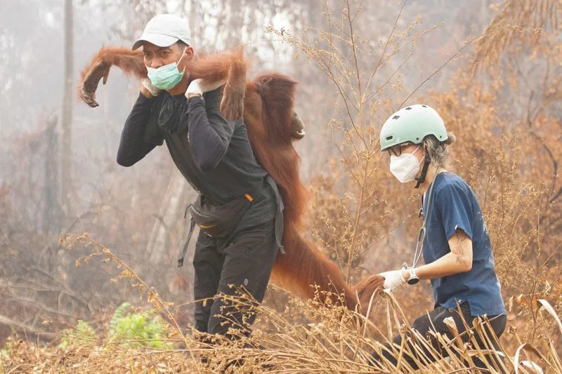 Drop In Hotspots Won't End Crisis: Peat Fires Still Threaten Indonesia