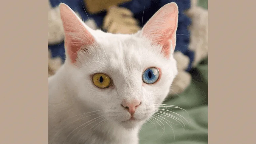 House Cats Could Unlock New Clues for Human Cancer Treatment