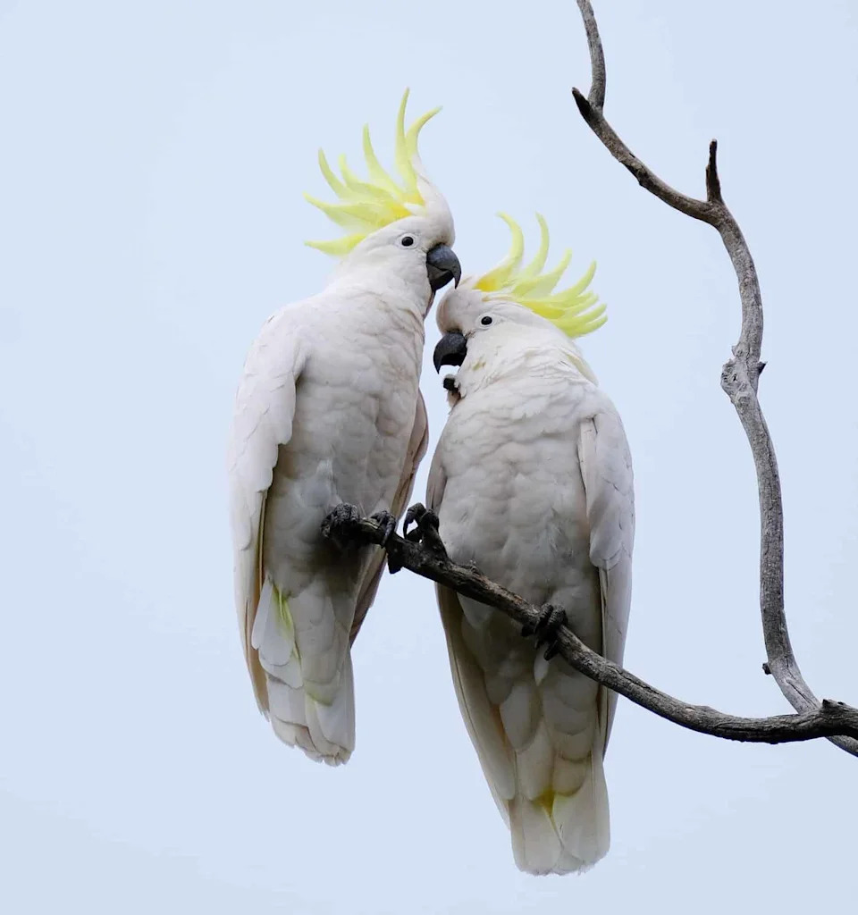 Sydney Cockatoos Are Building an Urban Bird Culture — And Teaching Each Other to Thrive