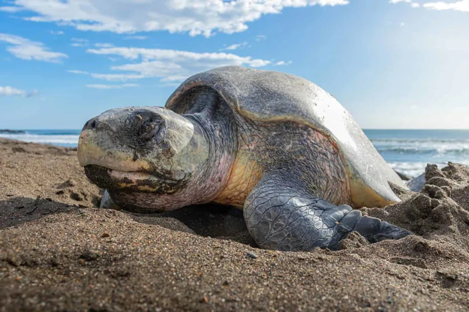 Historic First: Olive Ridley Sea Turtles Nest on California Beaches as Storms Approach