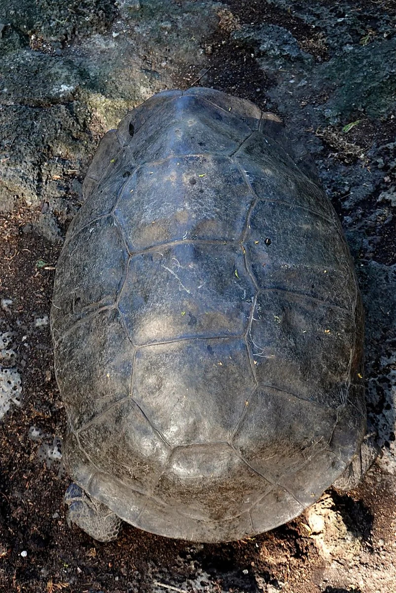 “Almost Gone, Not Gone”: The Miraculous Rediscovery of the Fernandina Giant Tortoise and a New Hope for Recovery