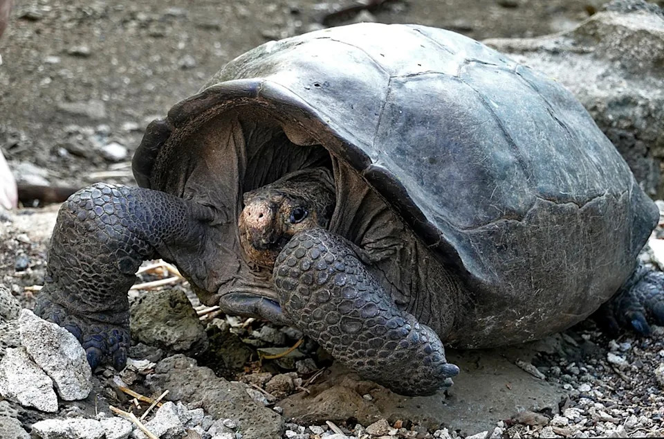 “Almost Gone, Not Gone”: The Miraculous Rediscovery of the Fernandina Giant Tortoise and a New Hope for Recovery