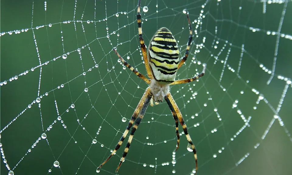 Wasp Spider 'Wendy' Reaches Northern England — First Confirmed Sighting in Cheshire