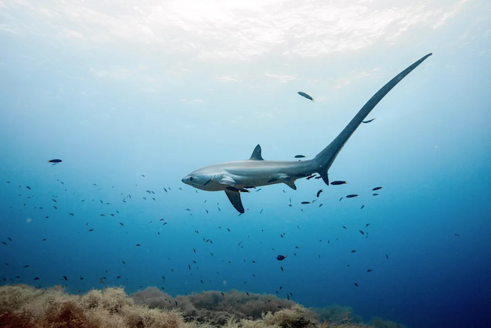 Biscayne Bay Designated a Rare Shark Nursery Near Miami — Scientists Sound Call For Stronger Protections