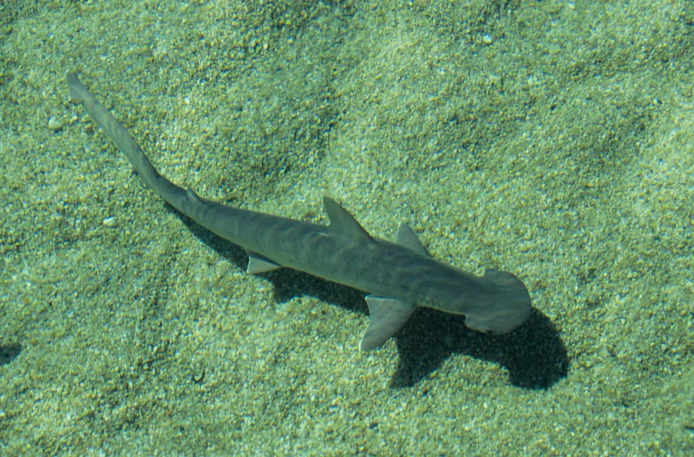 Biscayne Bay Designated a Rare Shark Nursery Near Miami — Scientists Sound Call For Stronger Protections