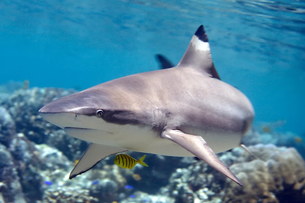 Biscayne Bay Designated a Rare Shark Nursery Near Miami — Scientists Sound Call For Stronger Protections