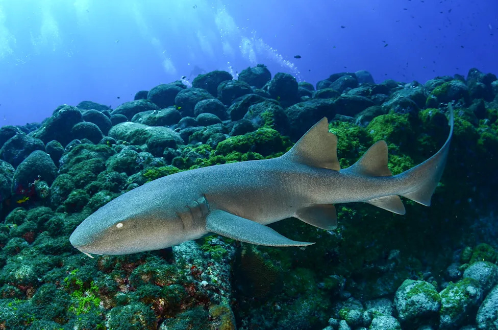Biscayne Bay Designated a Rare Shark Nursery Near Miami — Scientists Sound Call For Stronger Protections