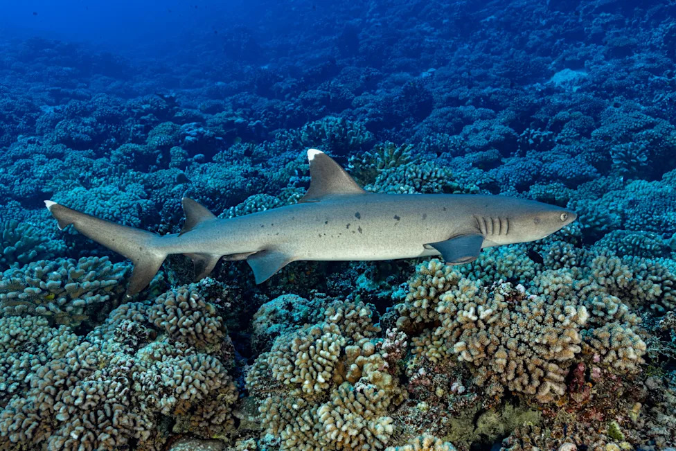 Biscayne Bay Designated a Rare Shark Nursery Near Miami — Scientists Sound Call For Stronger Protections