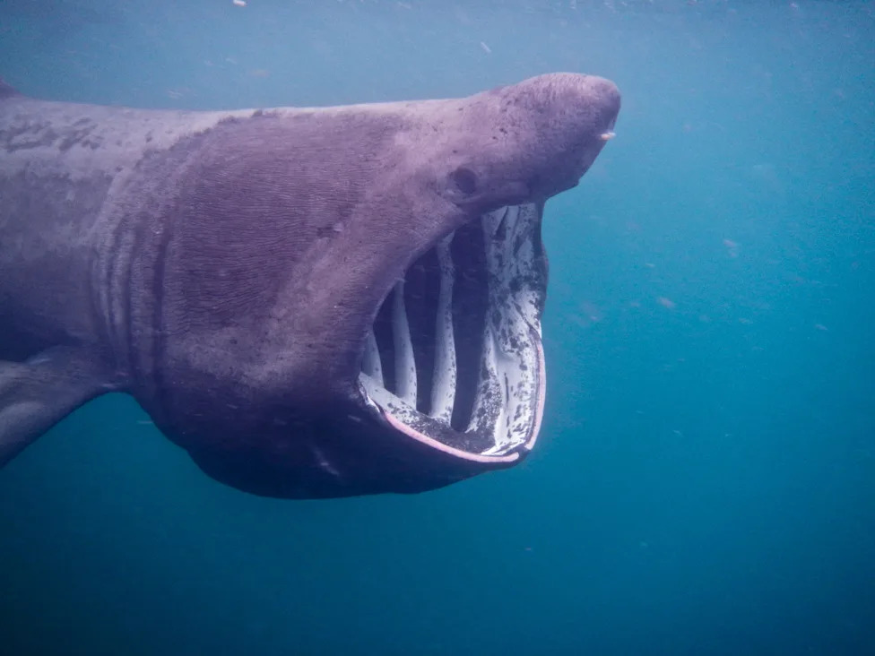 Biscayne Bay Designated a Rare Shark Nursery Near Miami — Scientists Sound Call For Stronger Protections